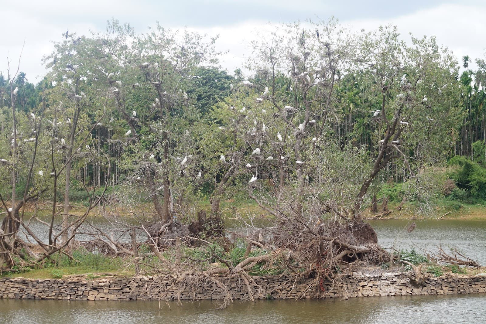Mandagadde Bird Sanctuary - Image 1