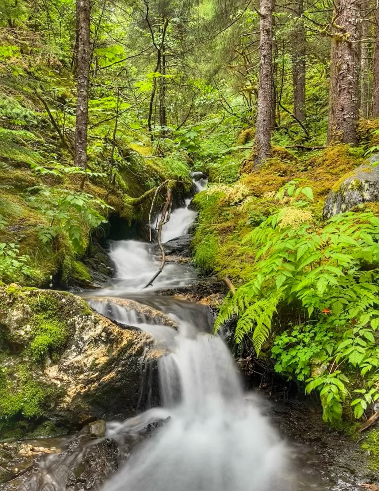 West Glacier Trail - Image 1