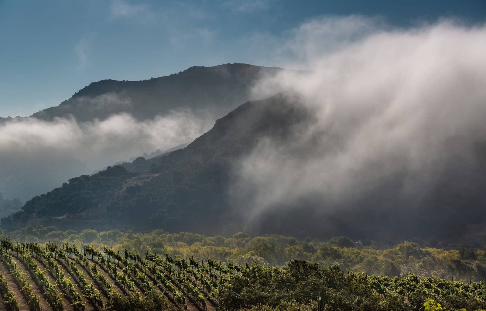 Exceptional Chardonnay