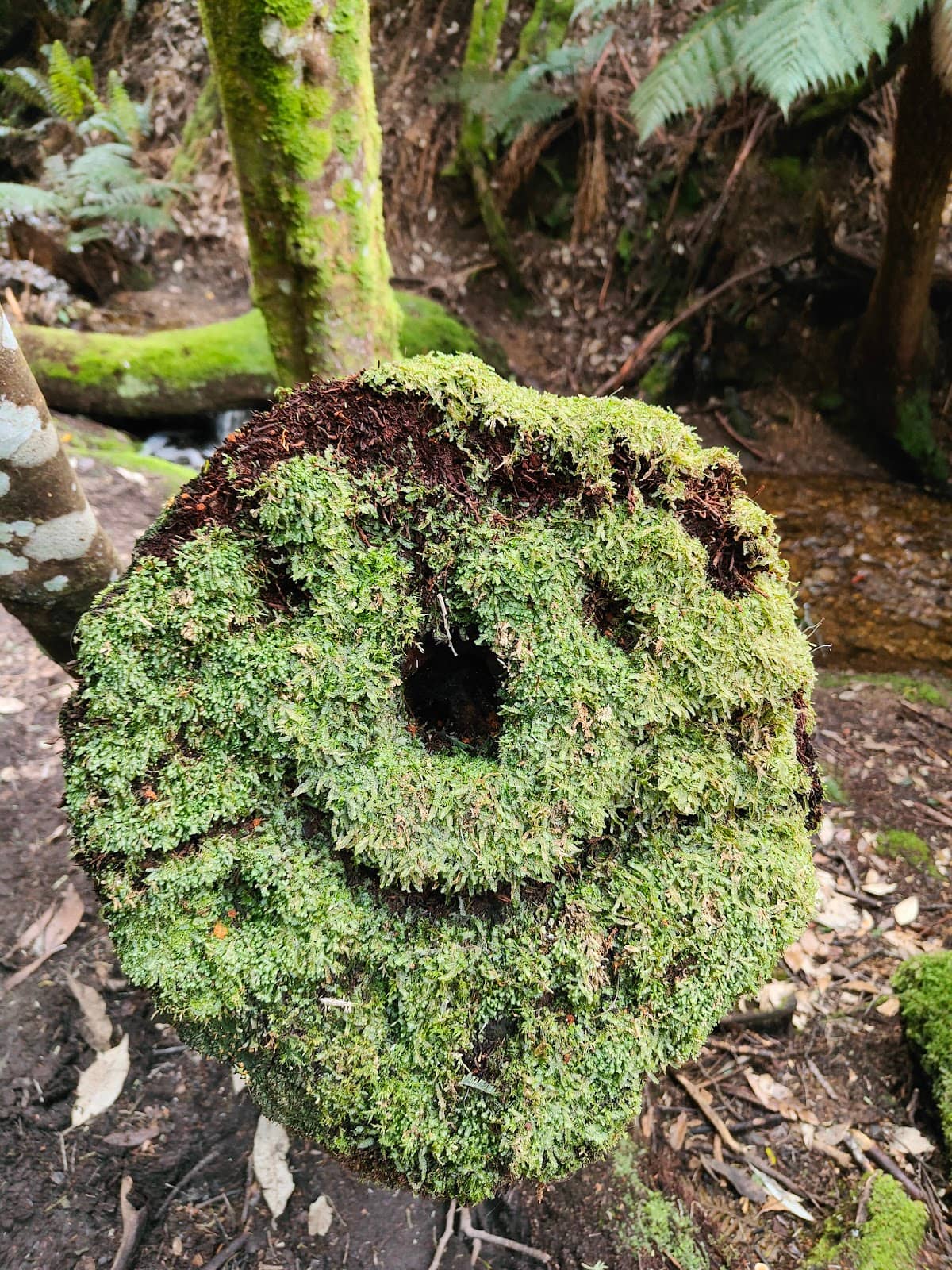 The Springs