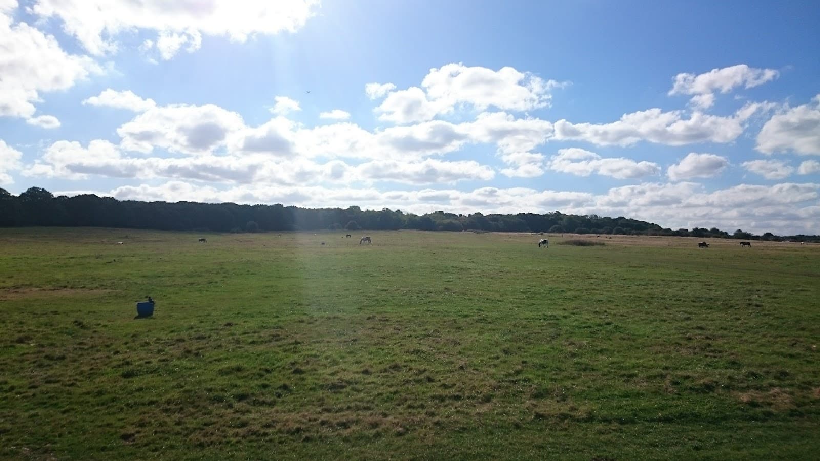 Latton Common - Image 1