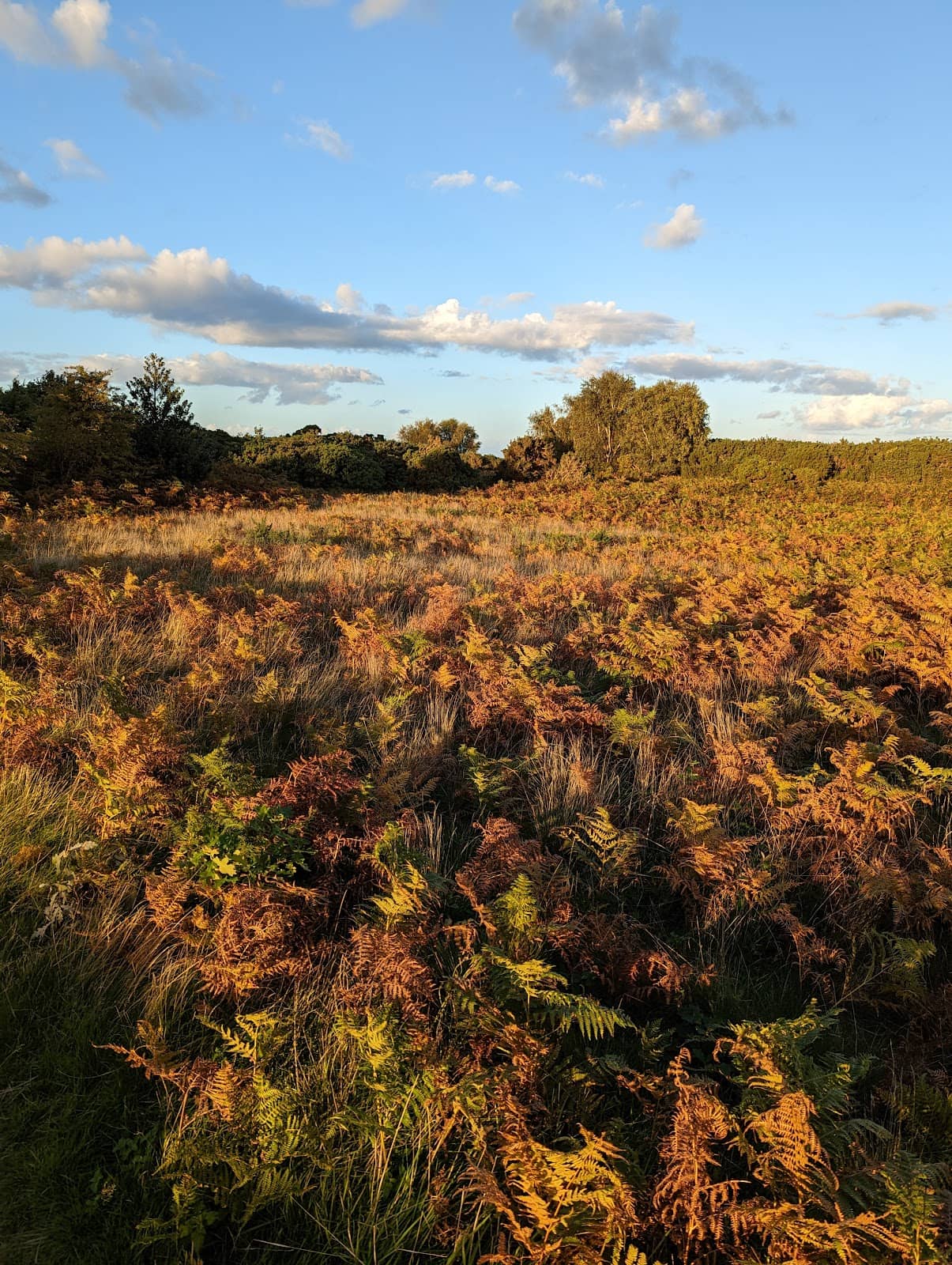 Ancient Round Barrows