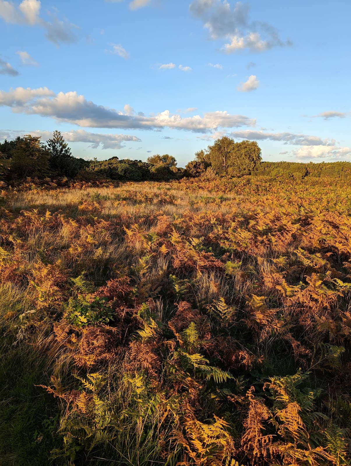 Salthouse Heath - Image 1