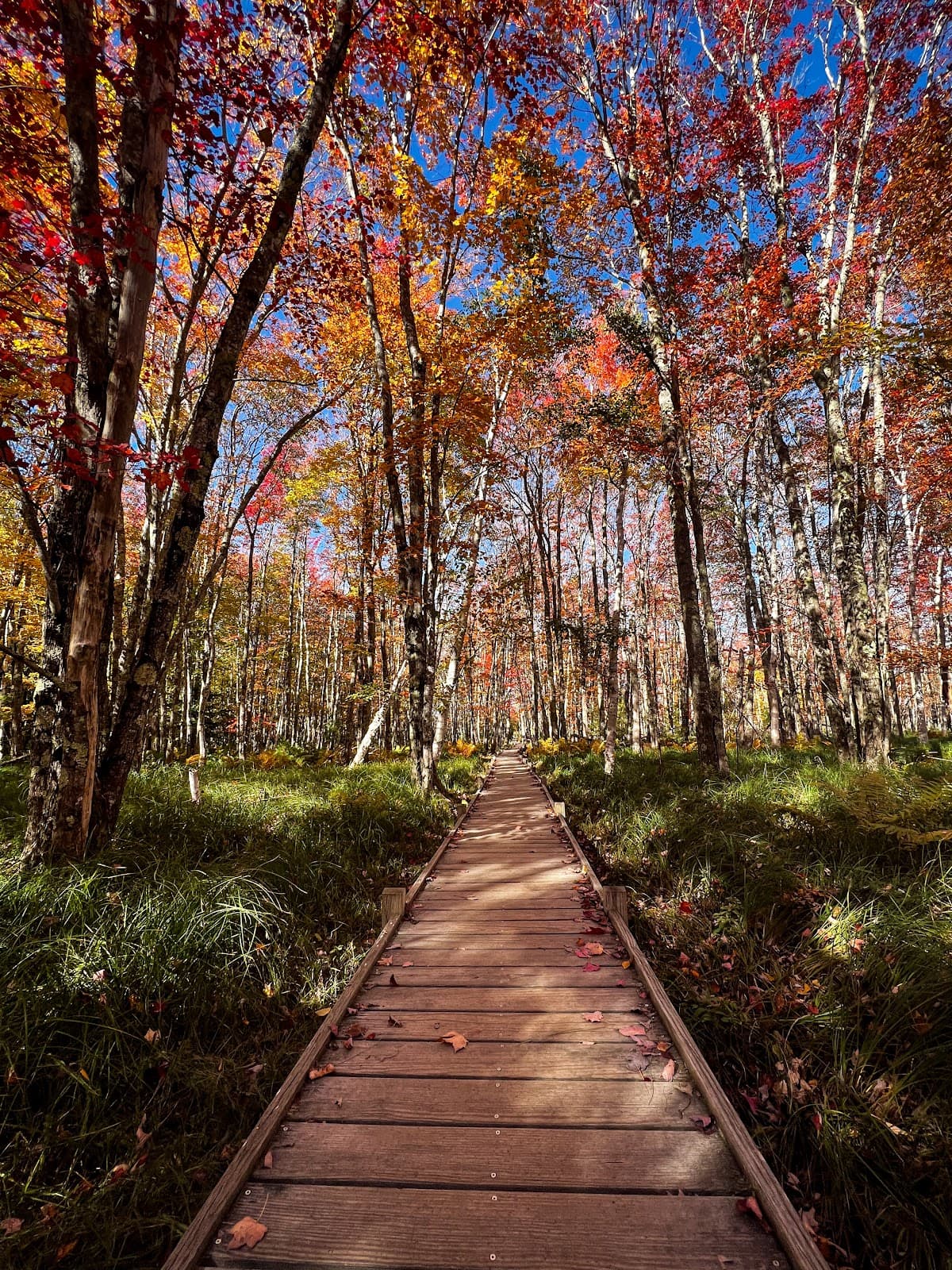 Jesup Path & Hemlock Boardwalk - Image 1