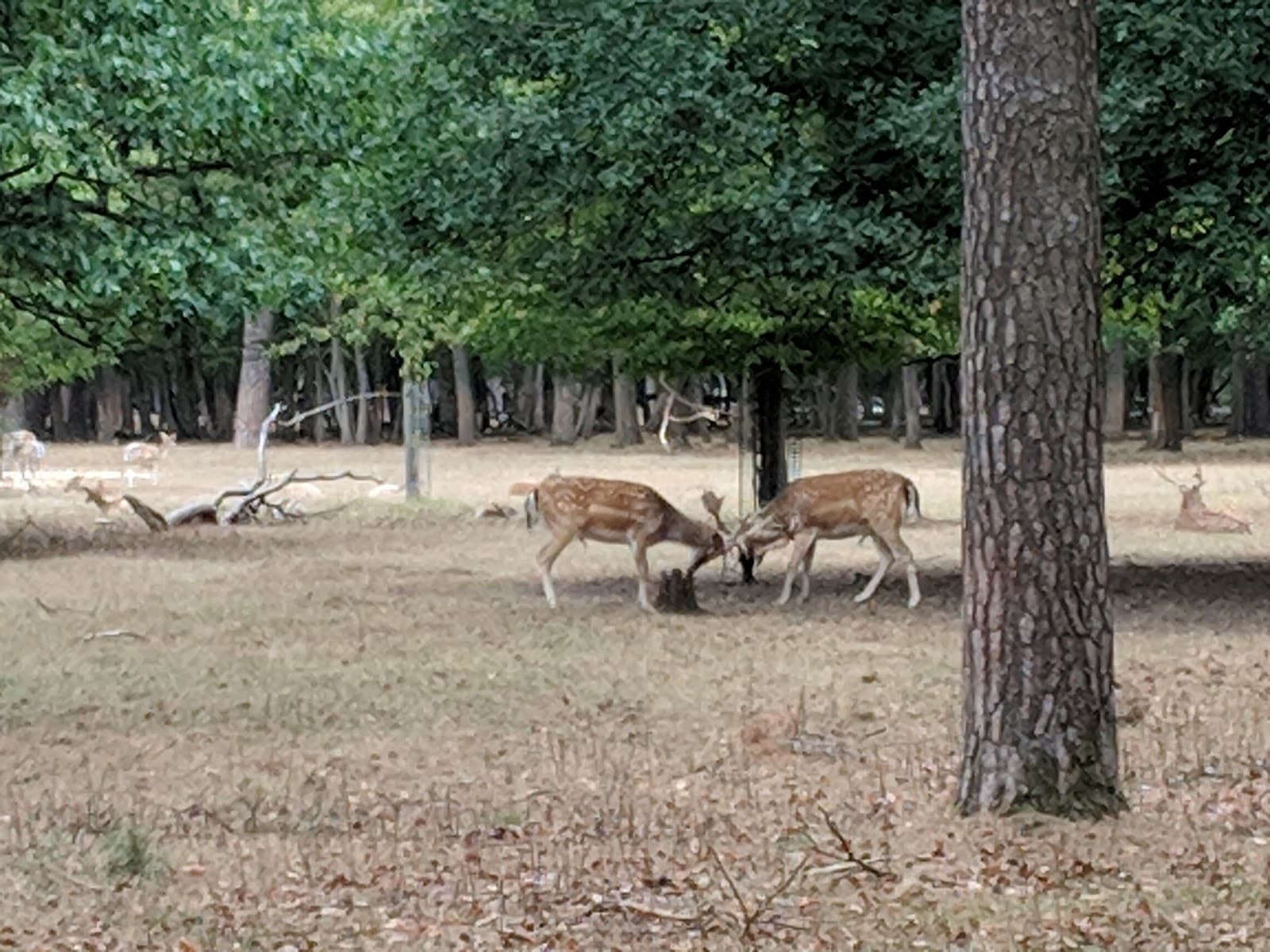 Wildgehege Käfertaler Wald - Image 1