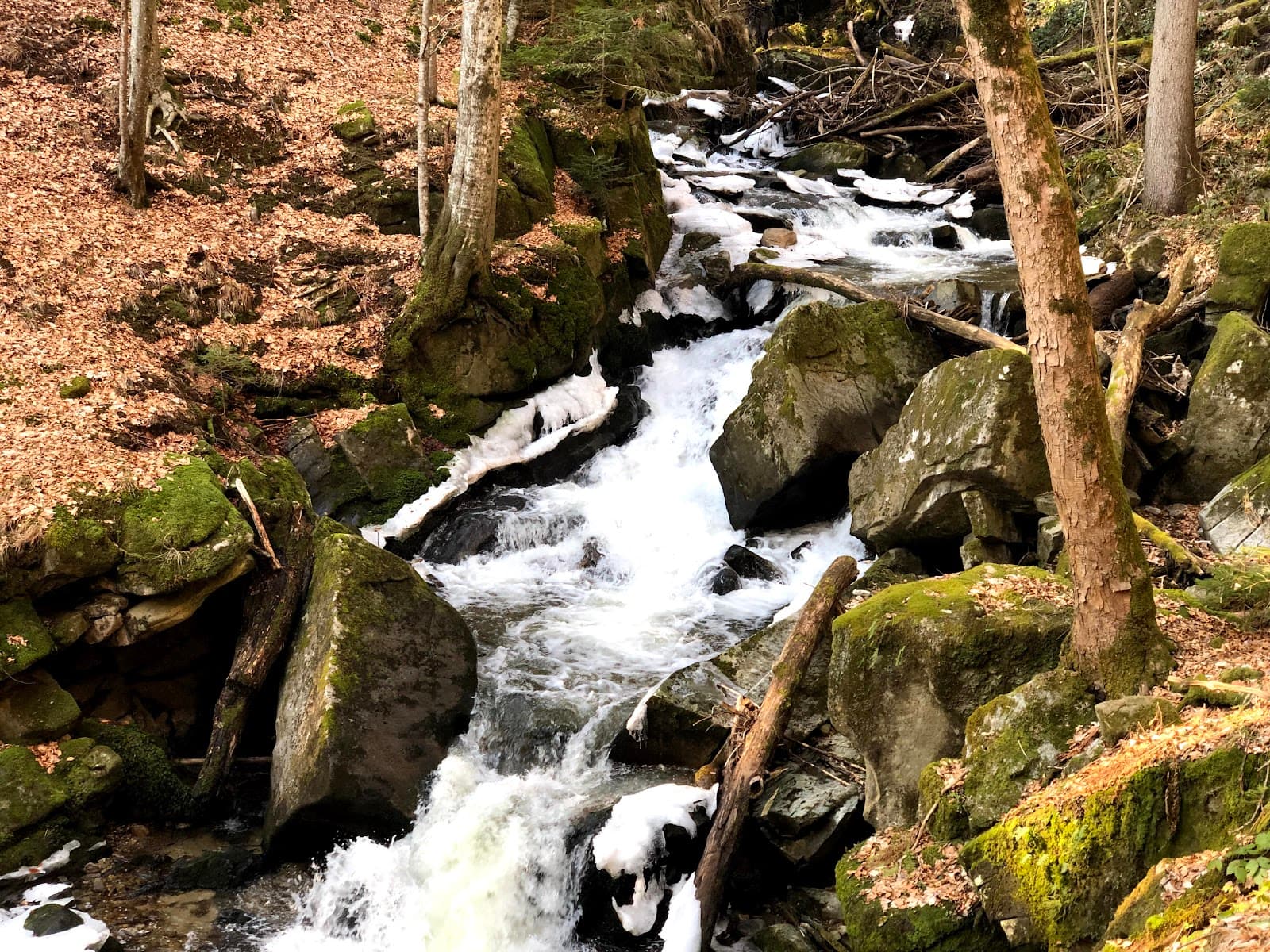 Bistriški Vintgar Gorge - Image 1