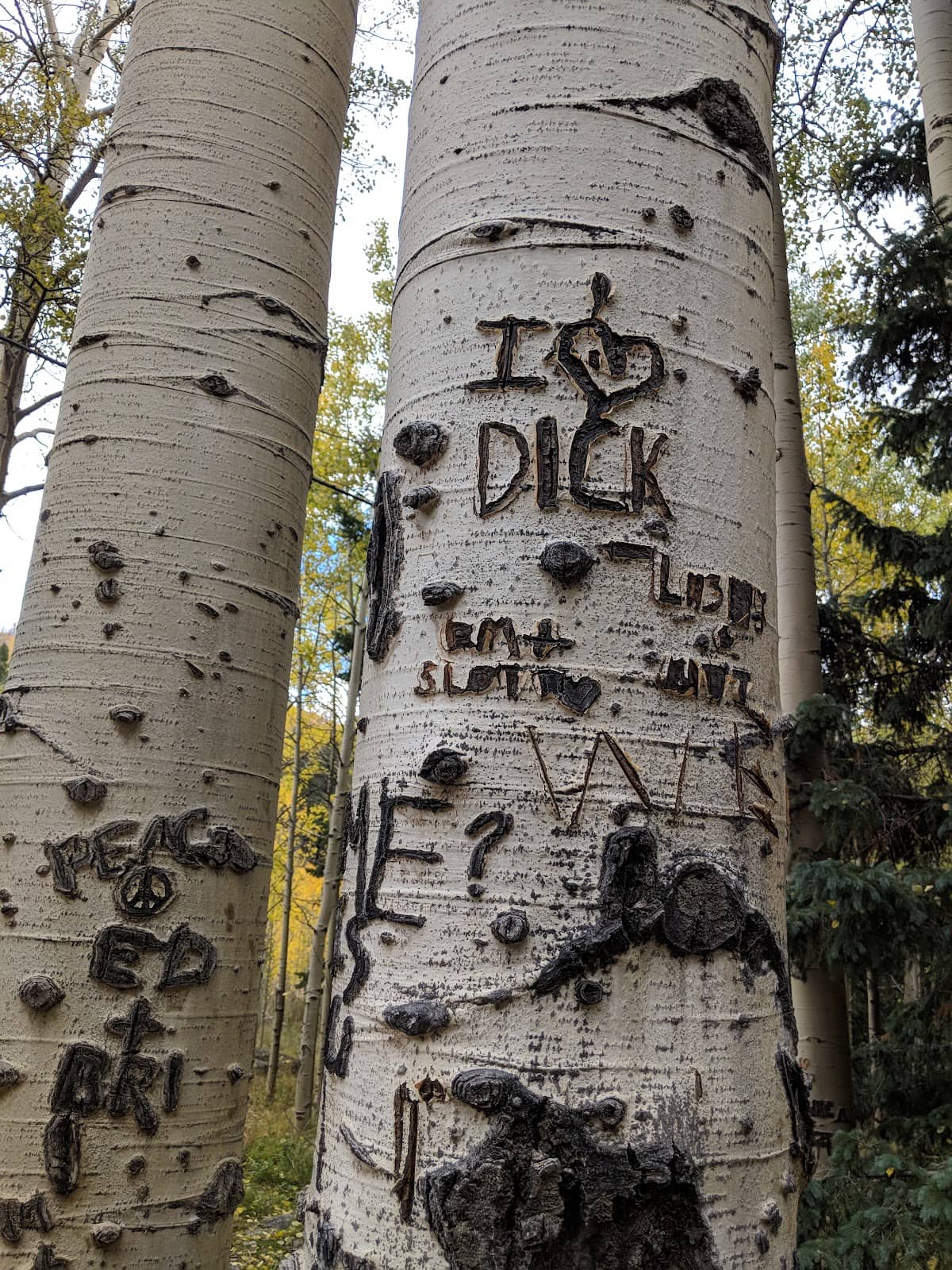 Proximity to Pajarito Ski Area