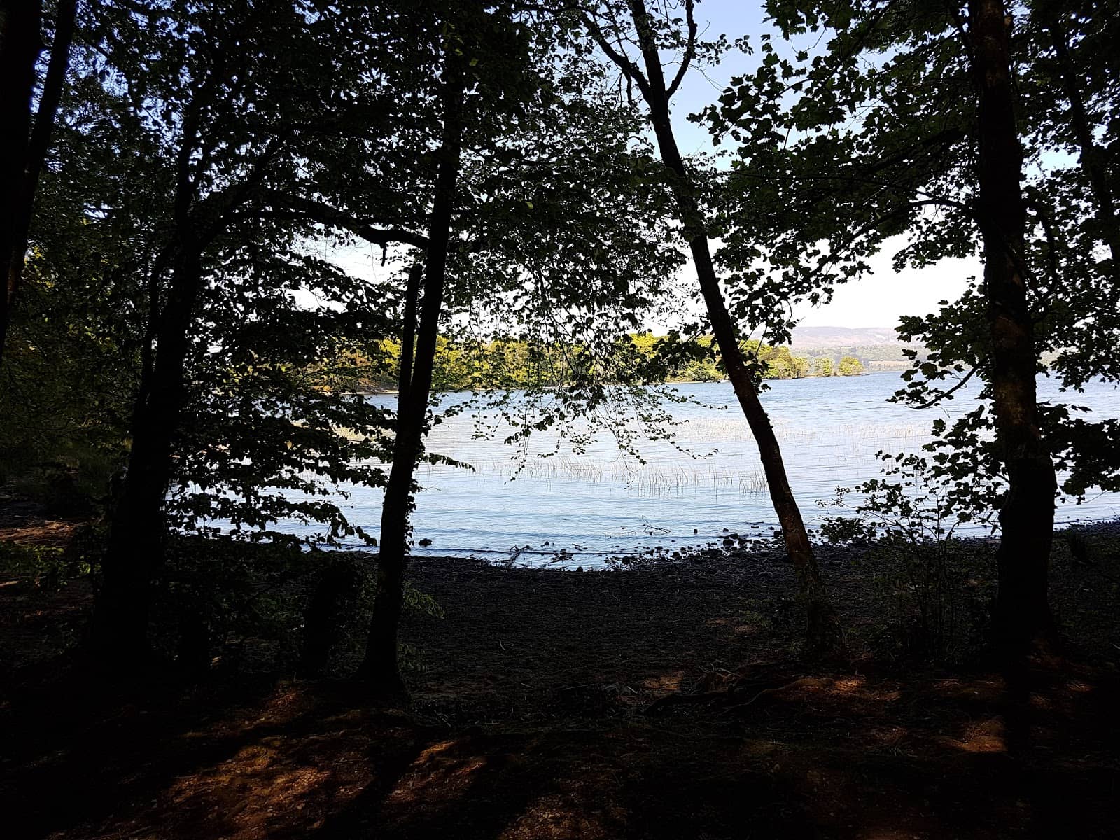 Ancient Woodland Charm