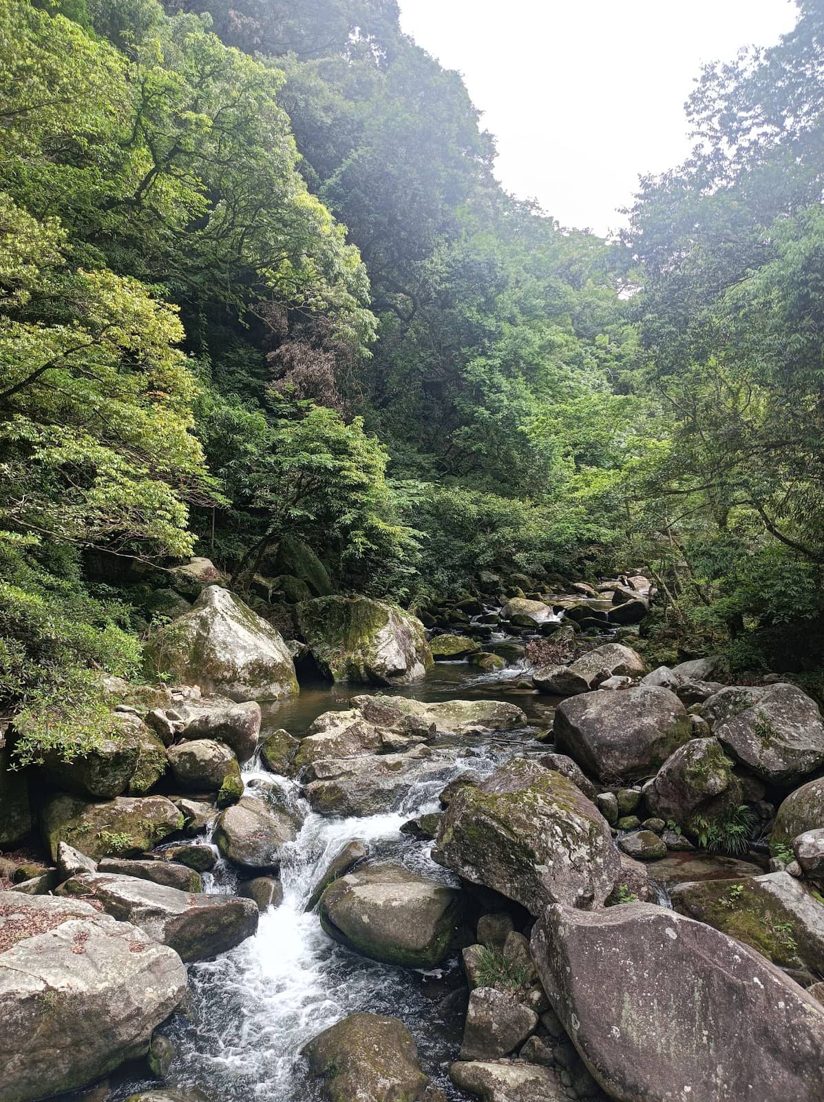 Lush Cedar Forests & Waterfalls