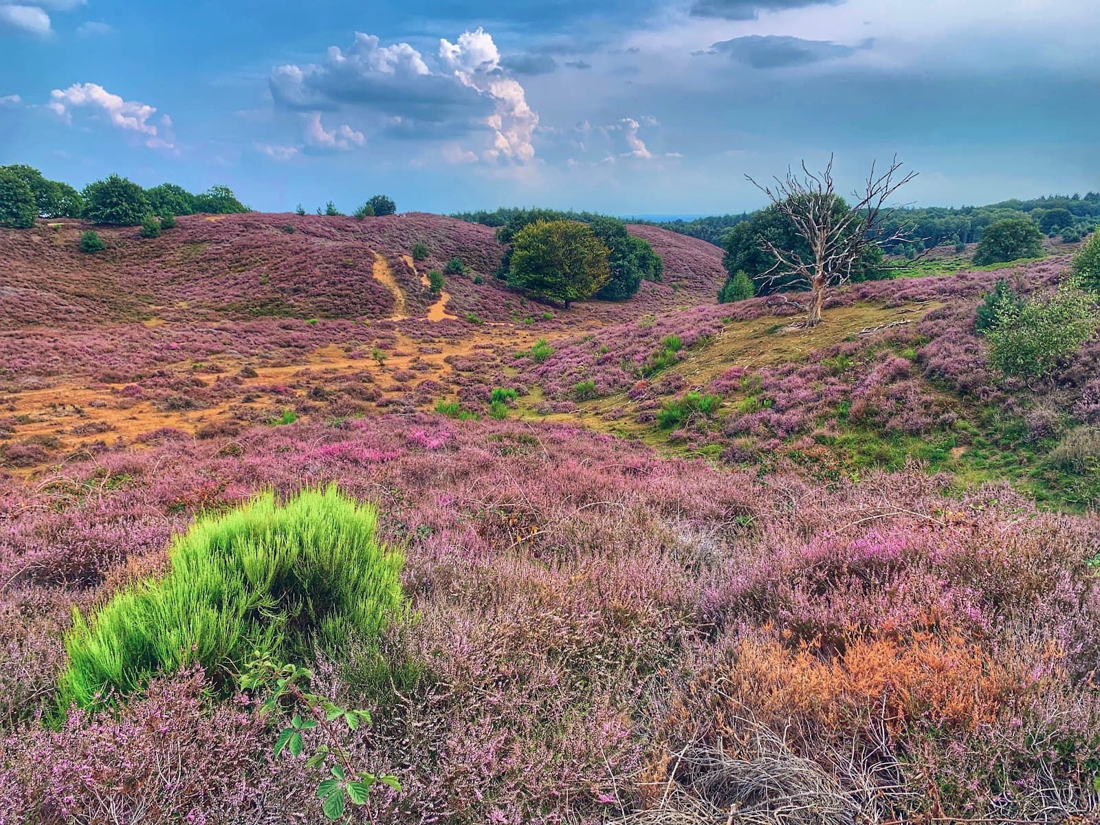 Veluwezoom National Park Posbank - Image 1
