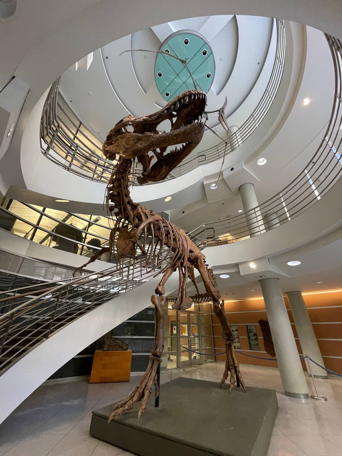 Preserved Animal Specimens