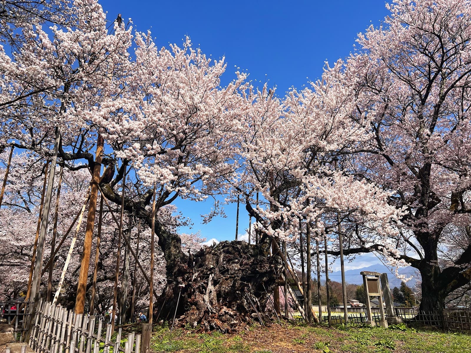 Jisso-ji Temple Yamataka Jindai-zakura - Image 1