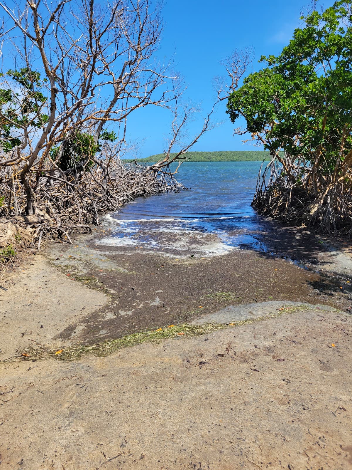 Mosquito Bay Vieques - Image 1