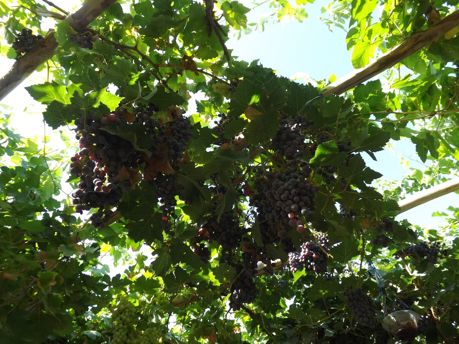 Grape Valley (Turpan) - Image 1