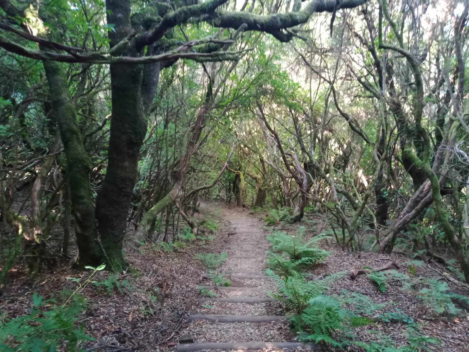 Levada dos Cedros PR14 Madeira - Image 1