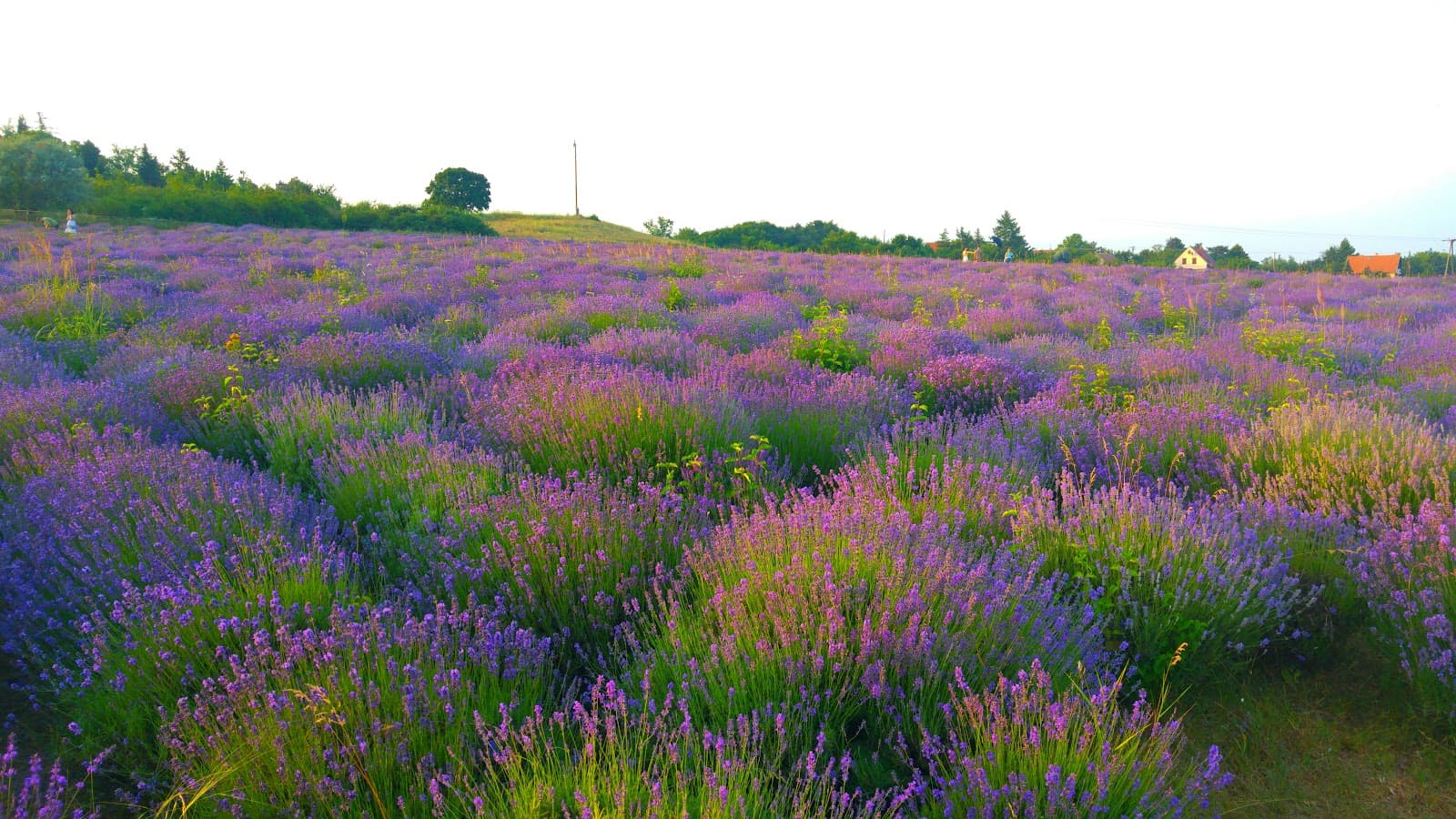 Tihany Peninsula – Lavender Fields & Echo Hill - Image 1
