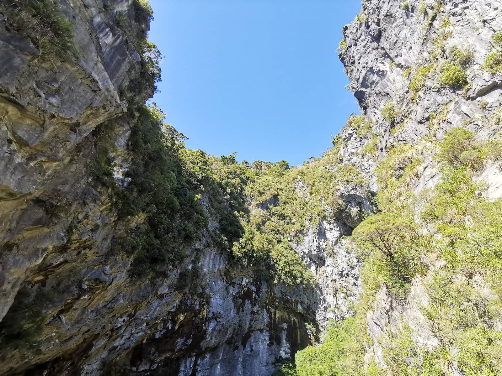 Ancient Beech Forest
