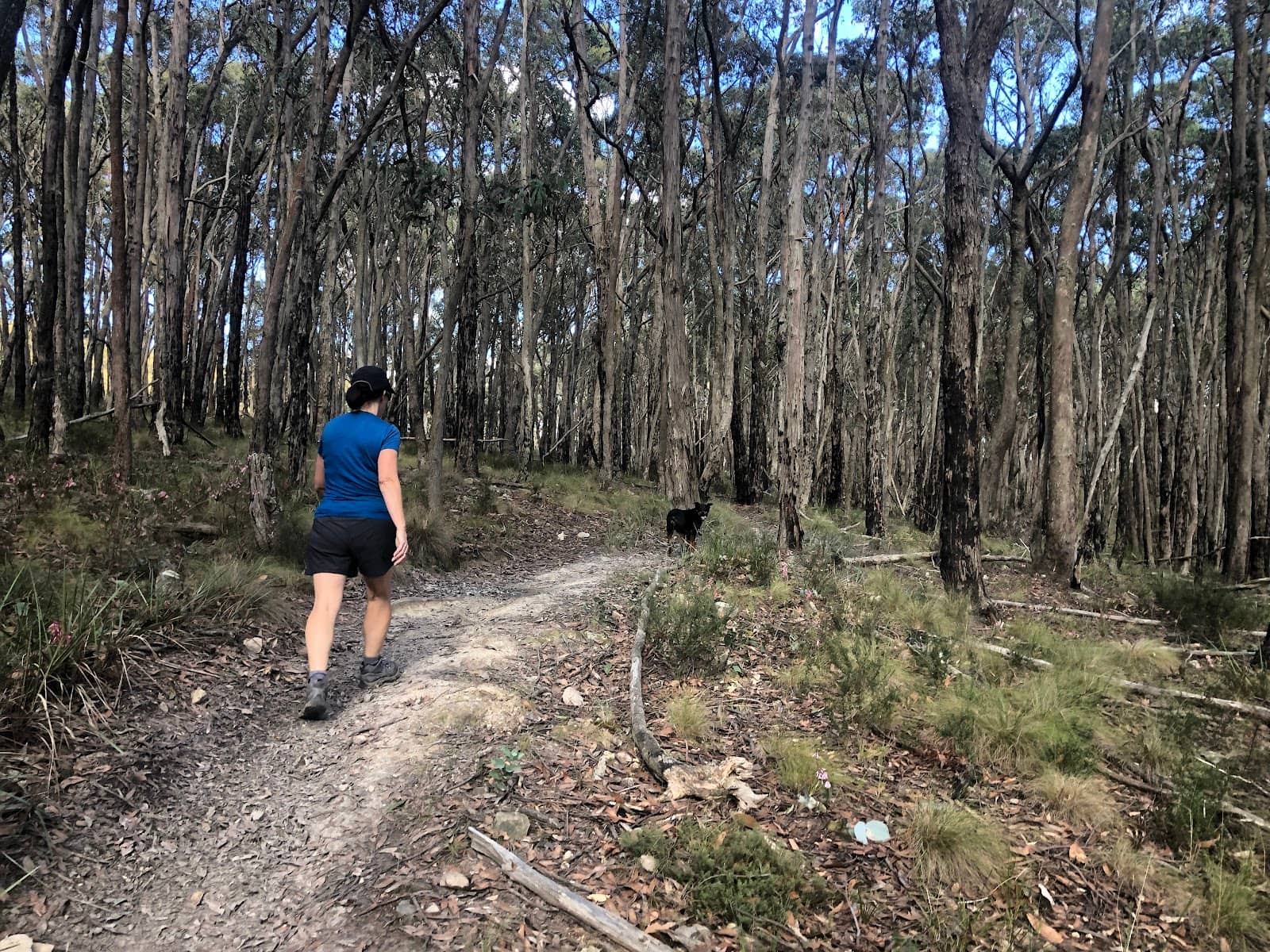 Serene Bushland Trails