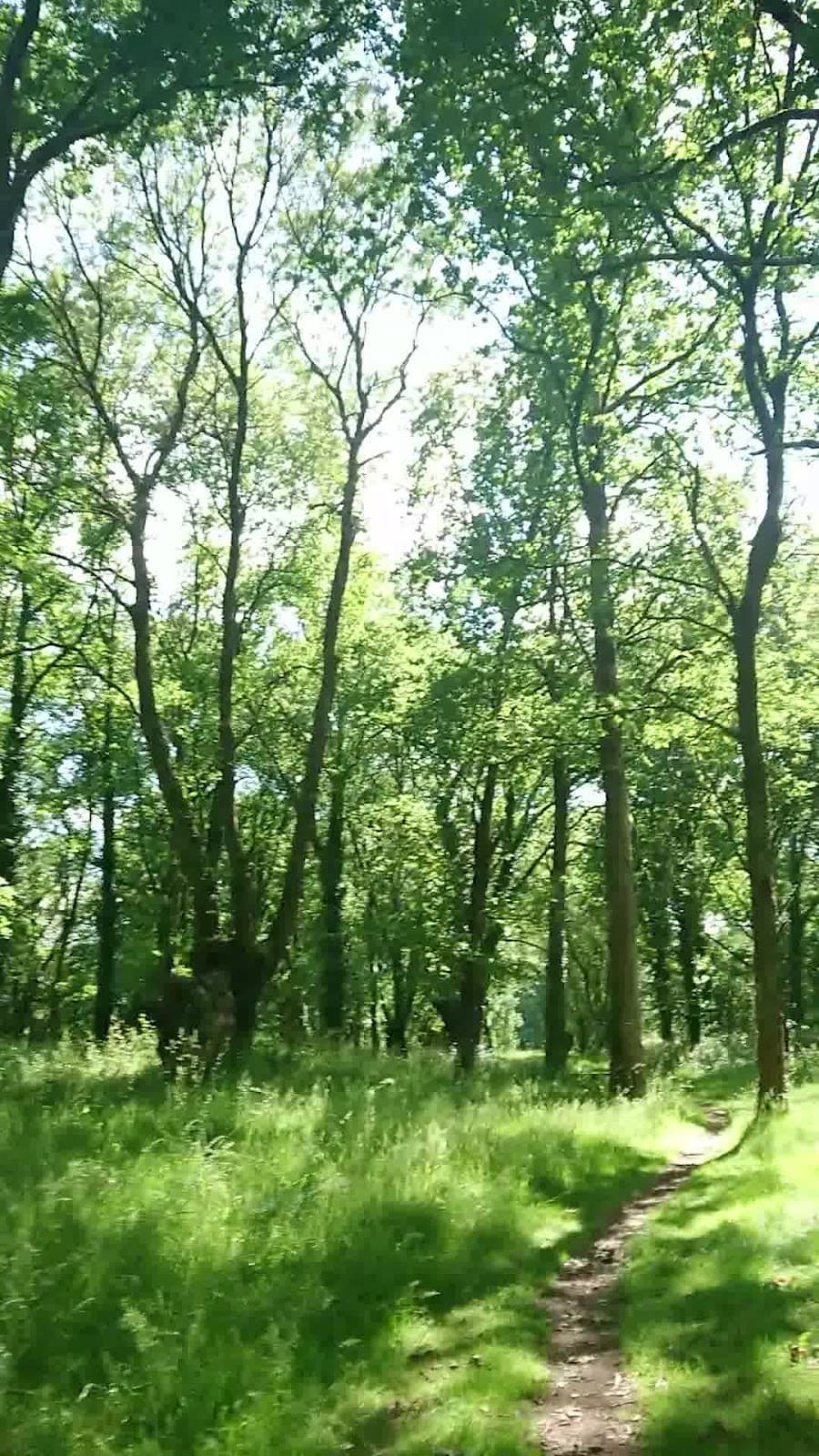 Île Clémentine - Image 1