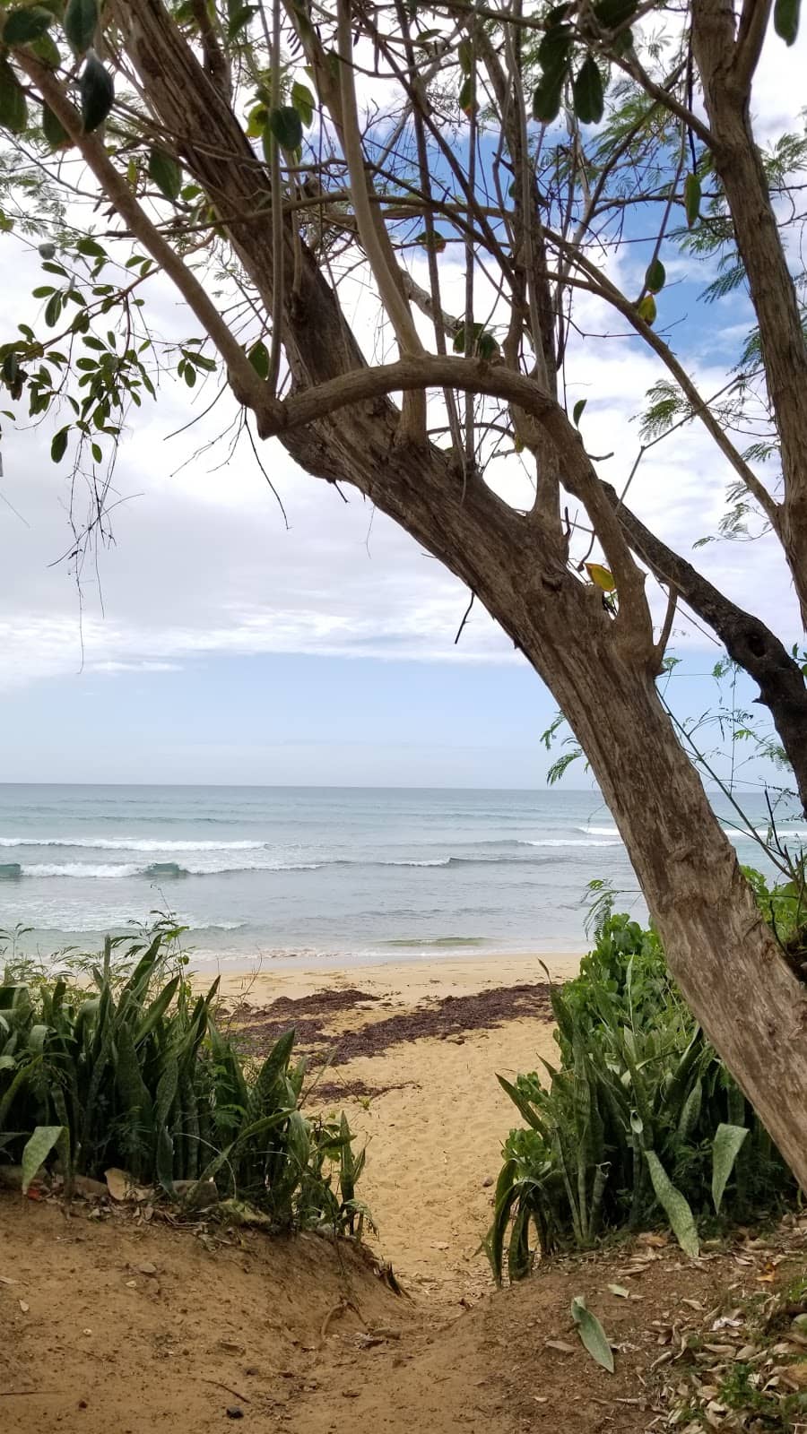 Natural Beauty and Shells