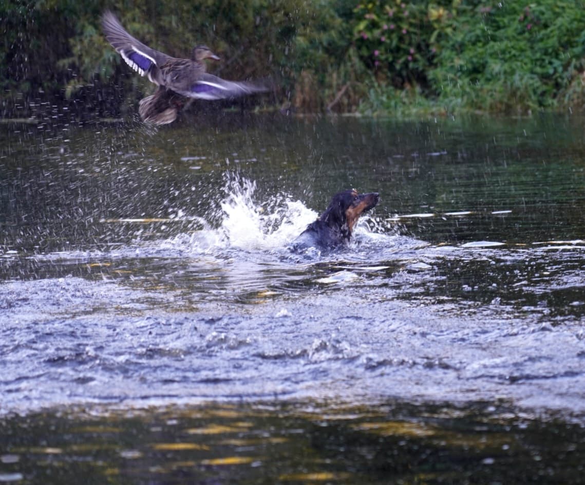 Lagan Towpath Belfast - Image 1