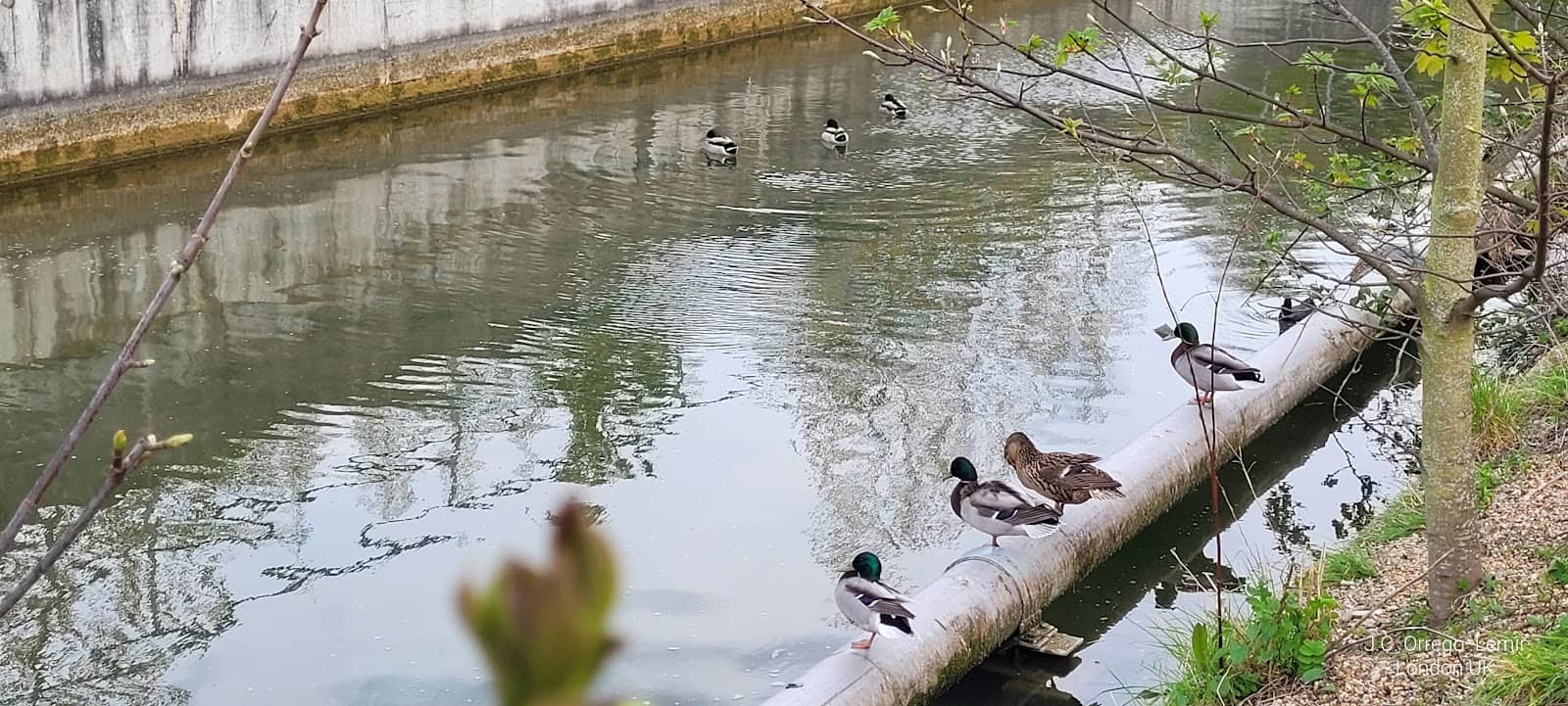 Local Wildlife Spotting