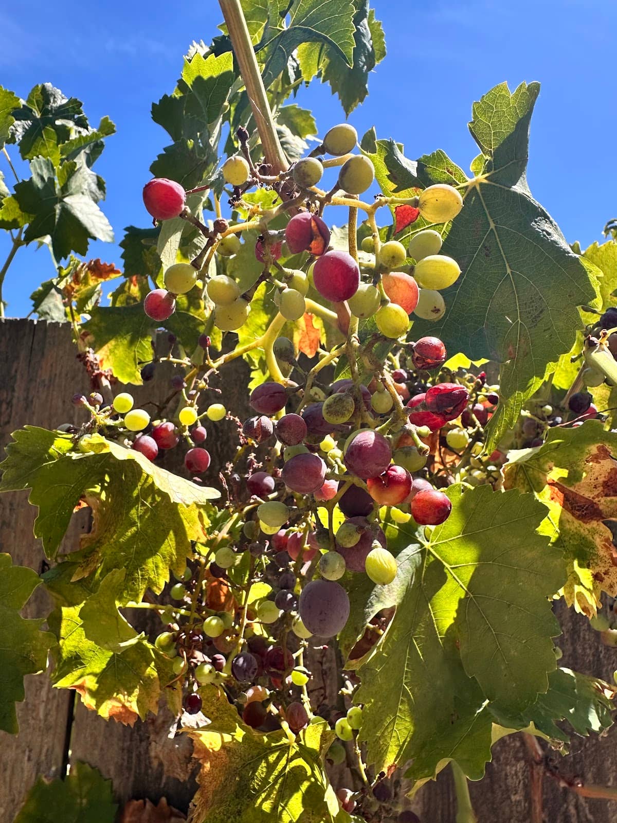 Connection to Iron Horse Trail