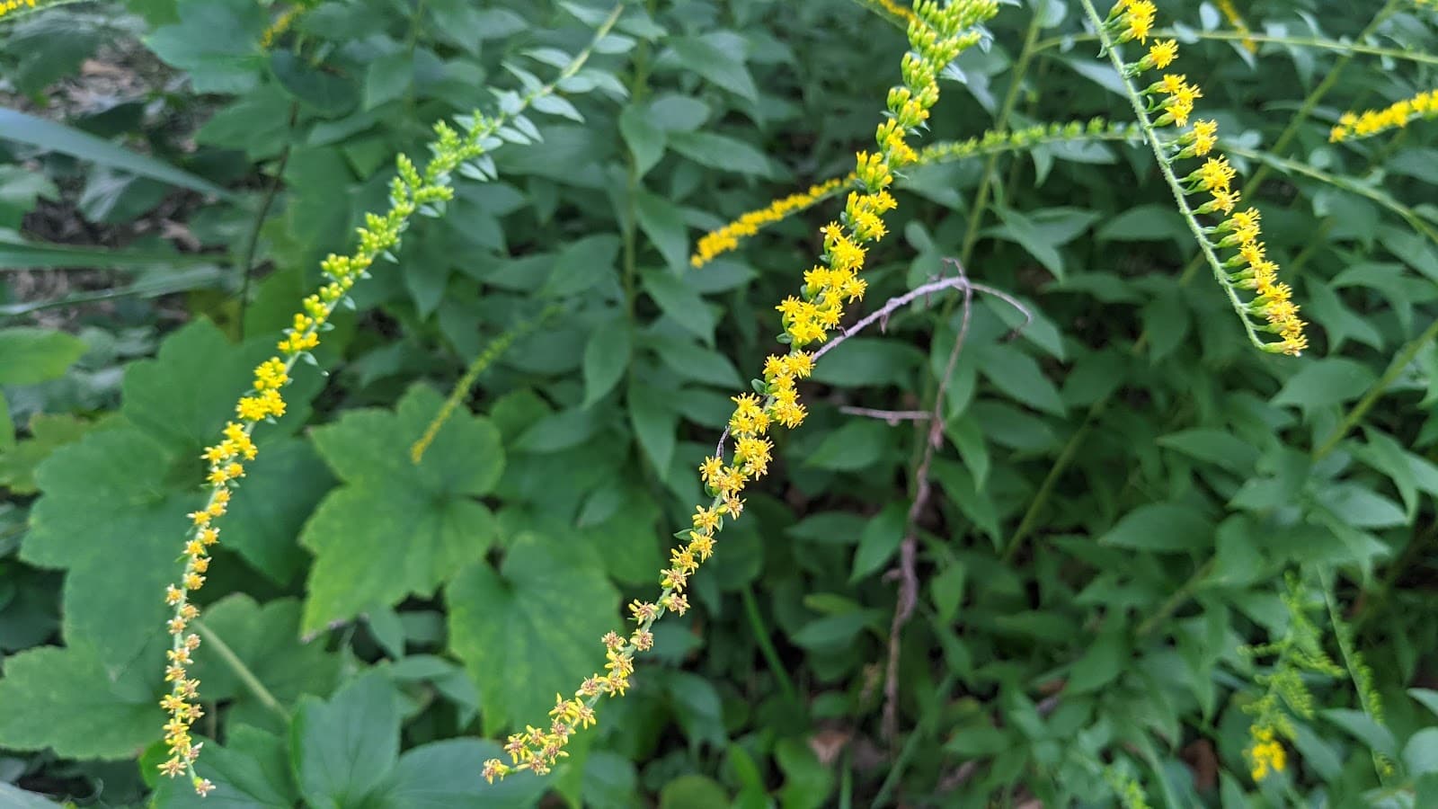 Hillsborough Street - Image 1