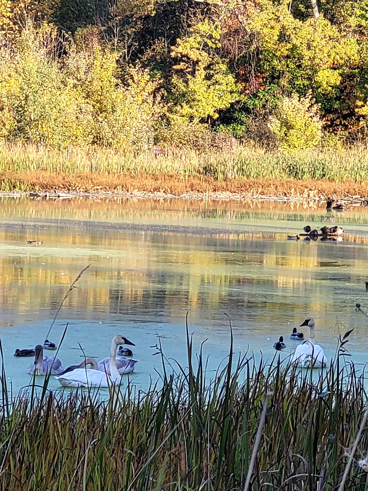 Chippewa Inlet Trail - Image 1