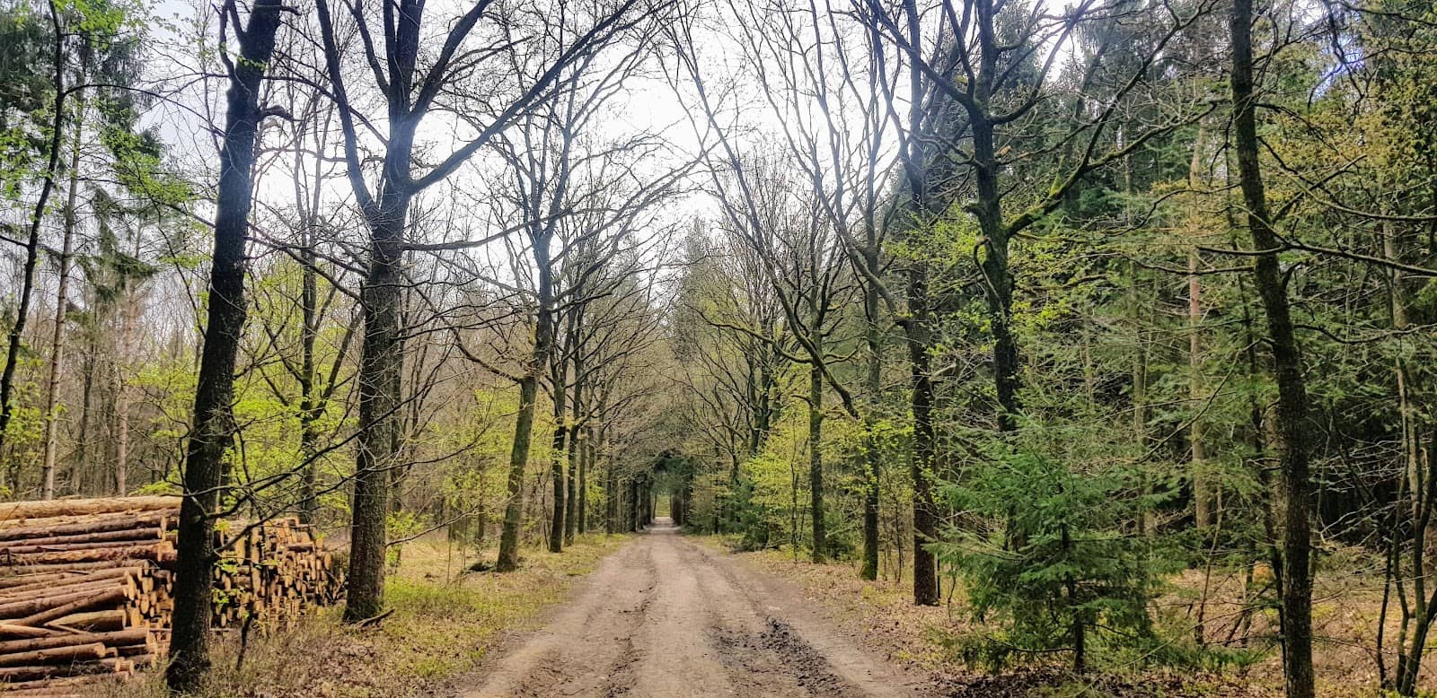 The Woodland Trails