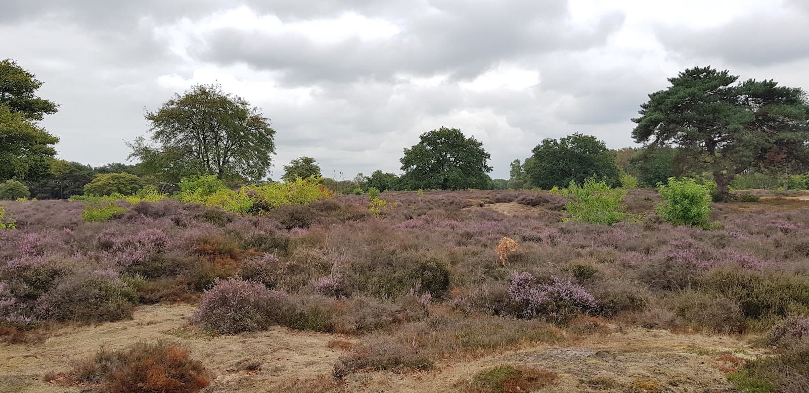 Zuiderheide - Image 1