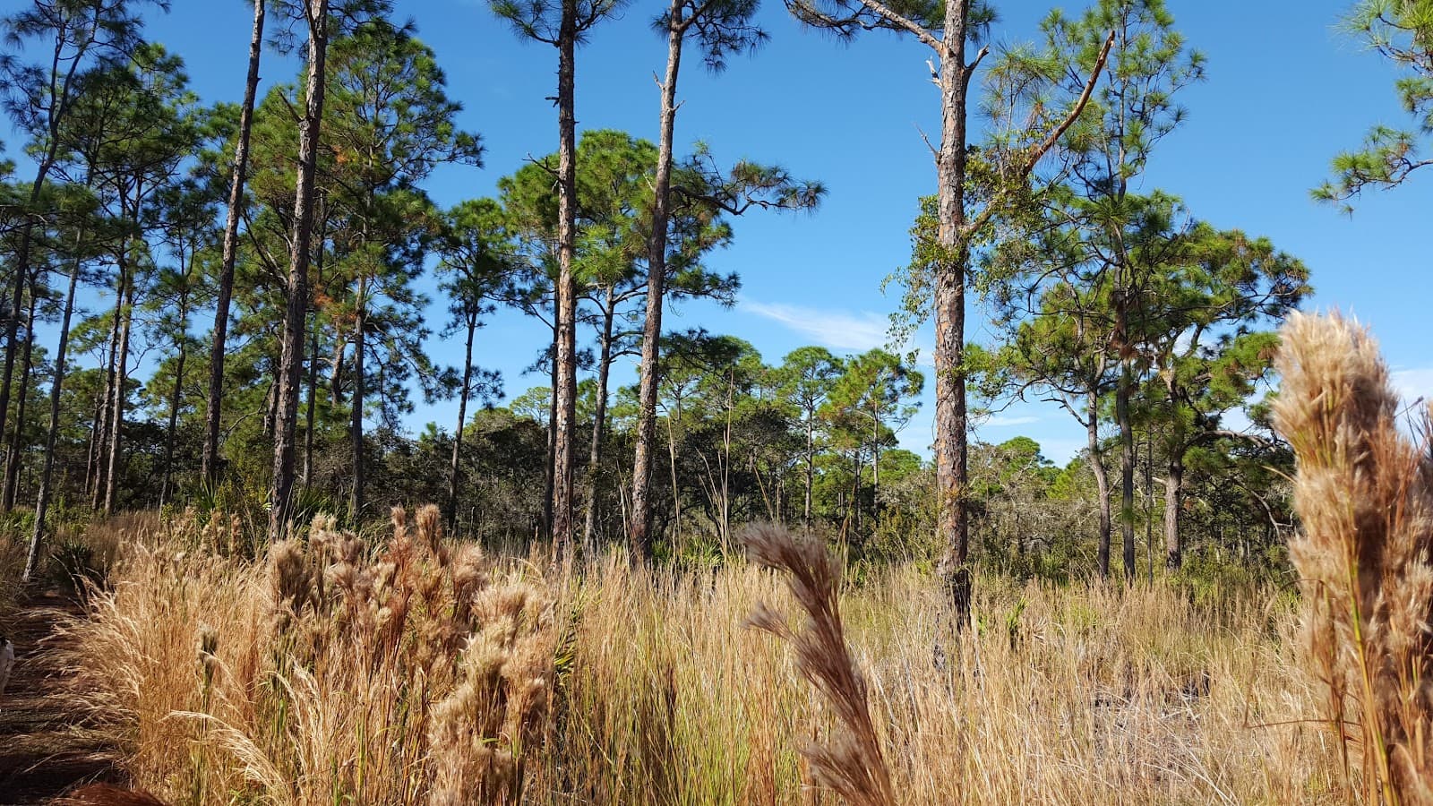 Greenway Trail - Image 1