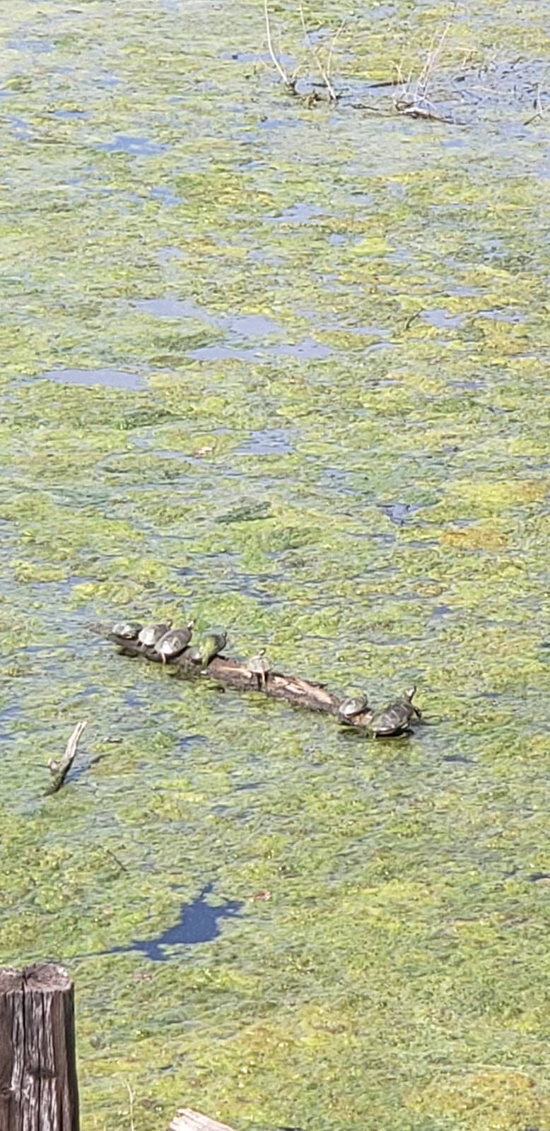 Neighborhood Connectivity