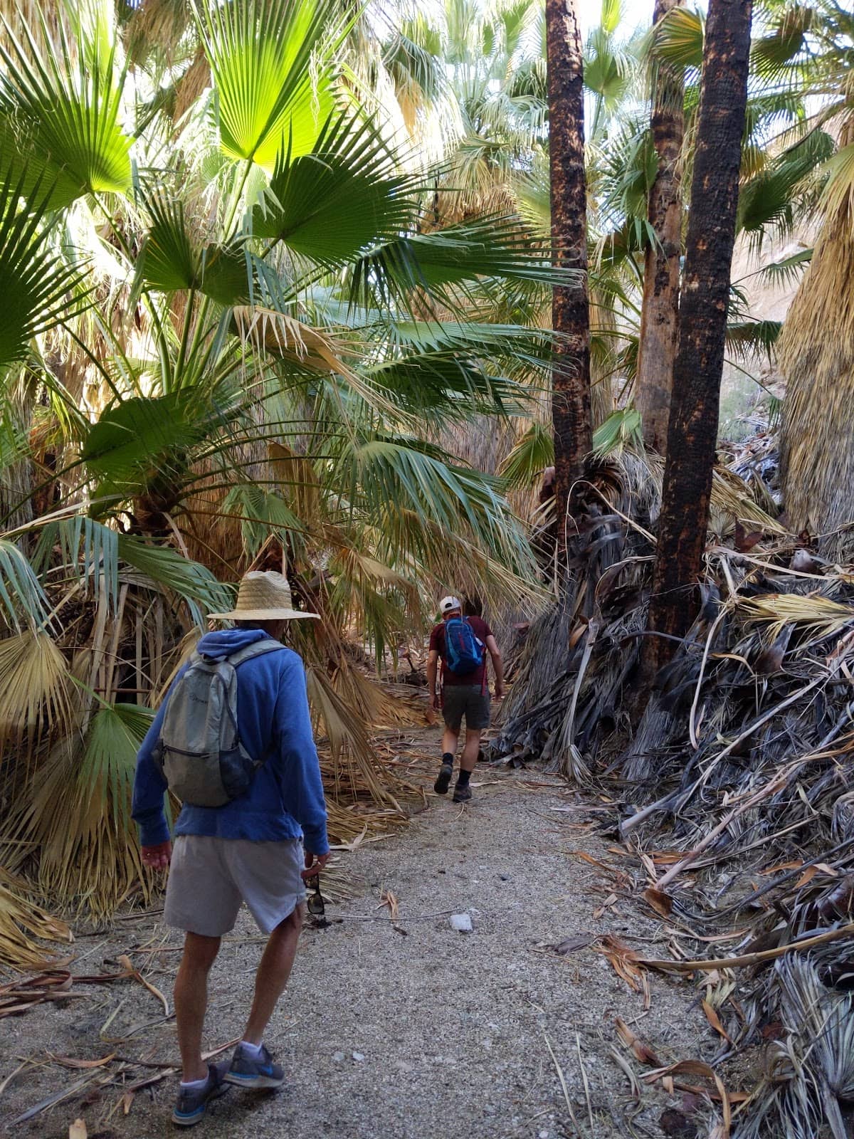 Palm Canyon Trail