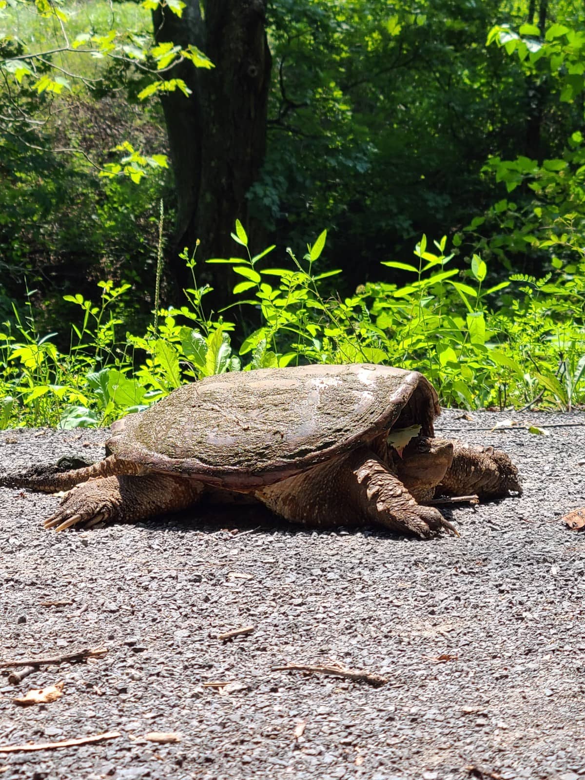 New Community Trail Section