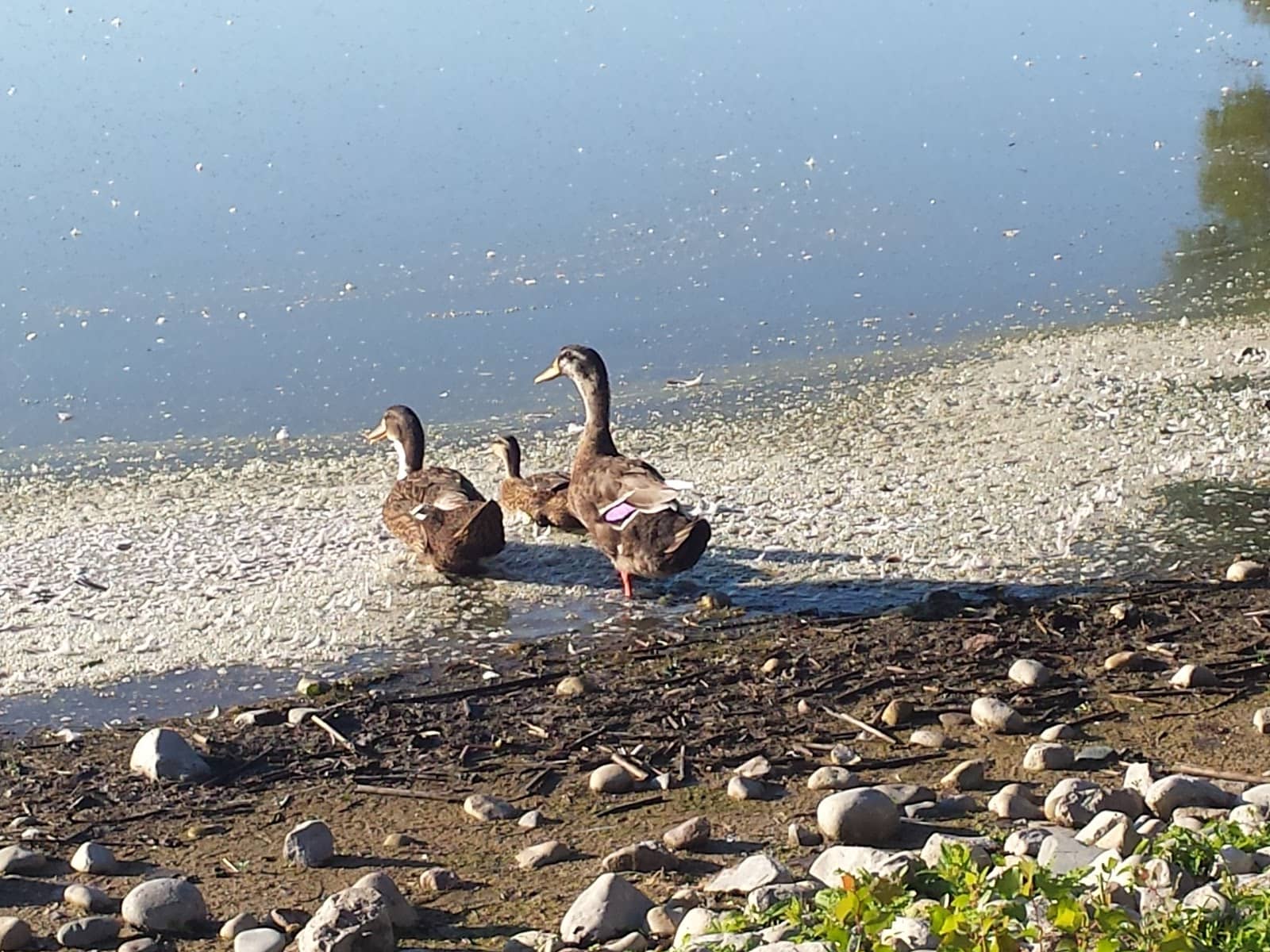 The Serene Lake Views