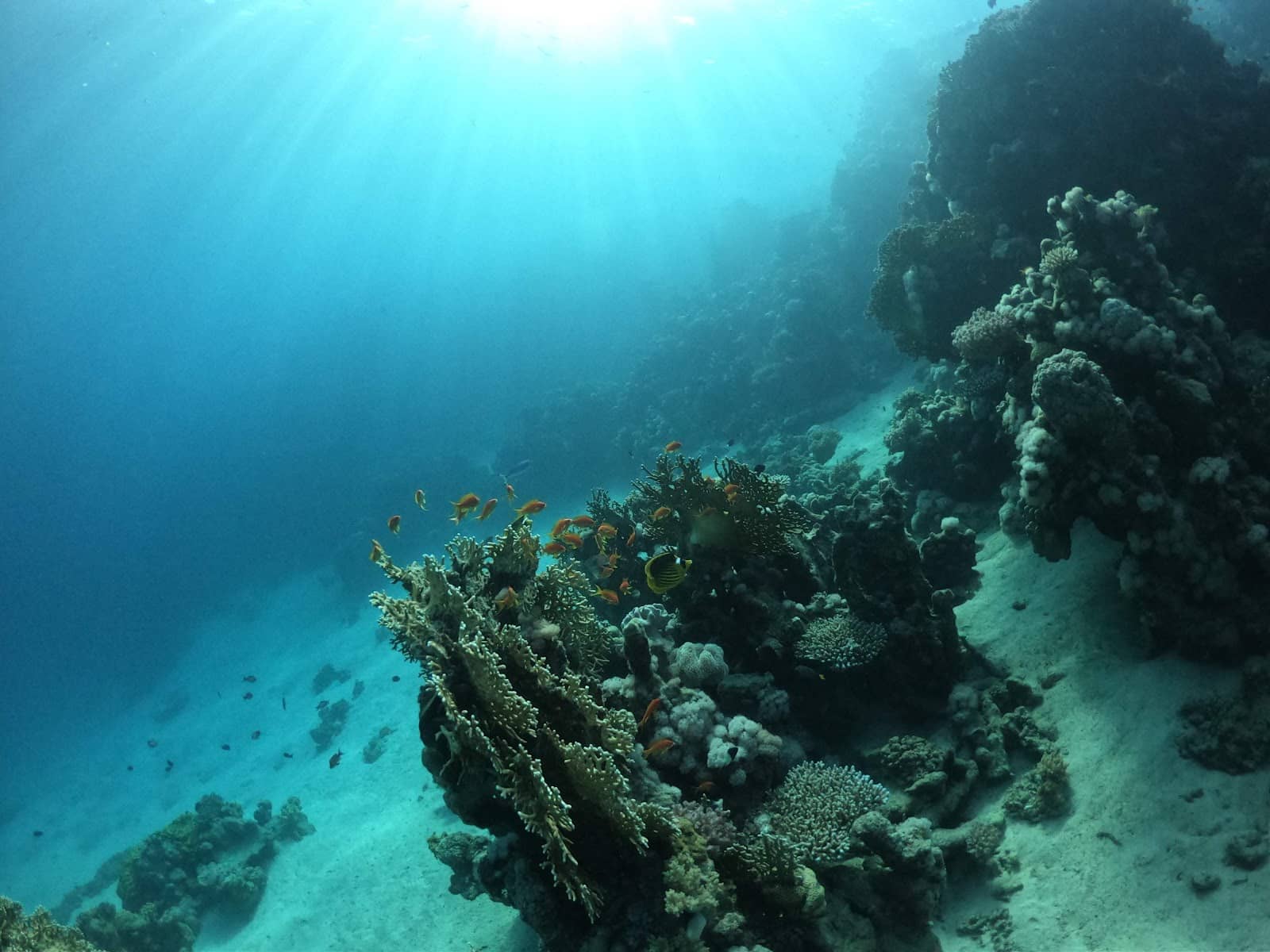 Beginner-Friendly Diving