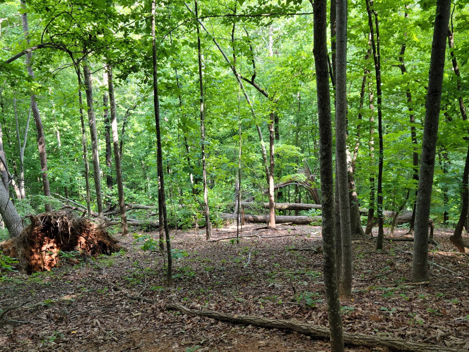 Wildlife Spotting Opportunities