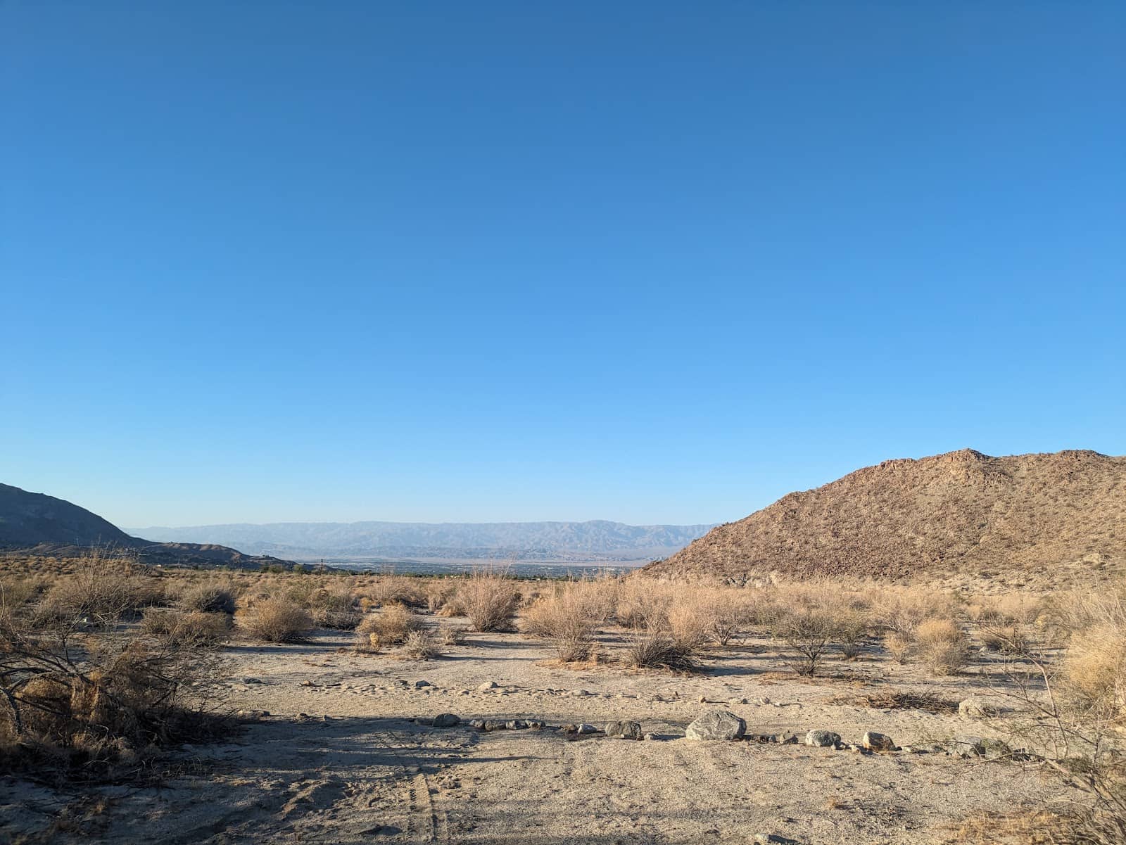 Unique Desert Flora