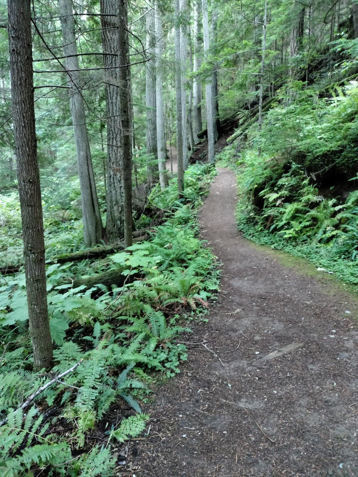 Pine and Cedar Lakes Trail - Image 1