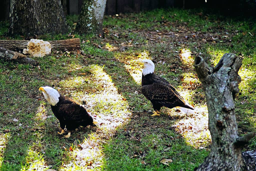 Interactive Bird Encounters