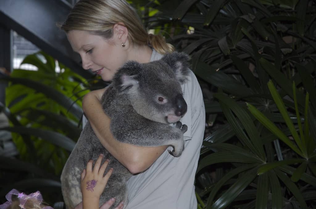 Koala Encounters