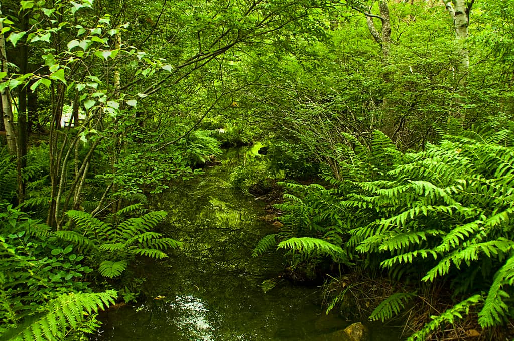 Wild Gardens of Acadia