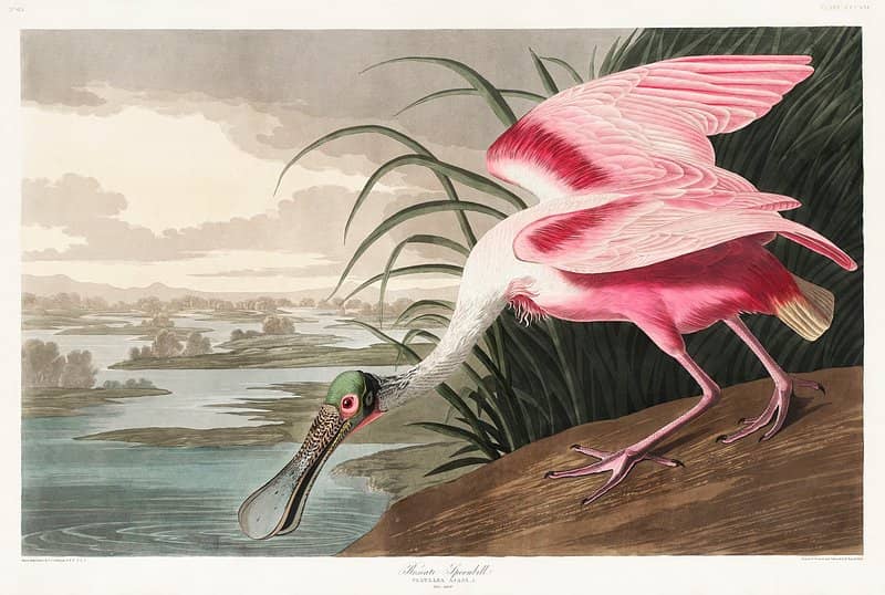 Audubon Art Gallery