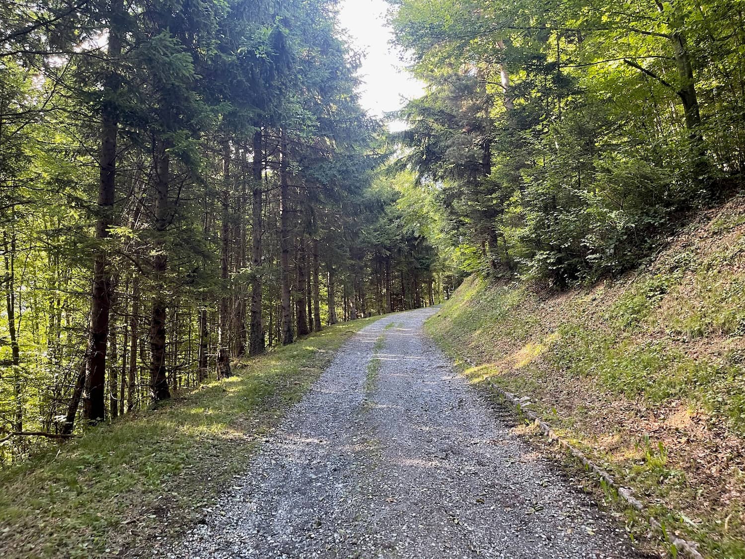 Tranquil Forest Walk