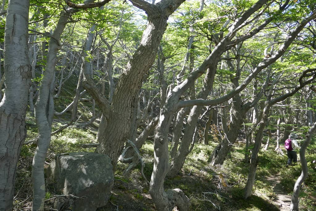 Patagonian Native Forest
