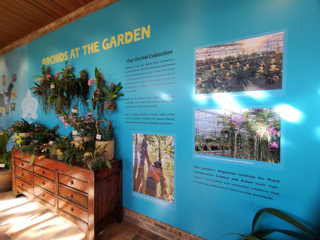 Orchid Show: Untamed