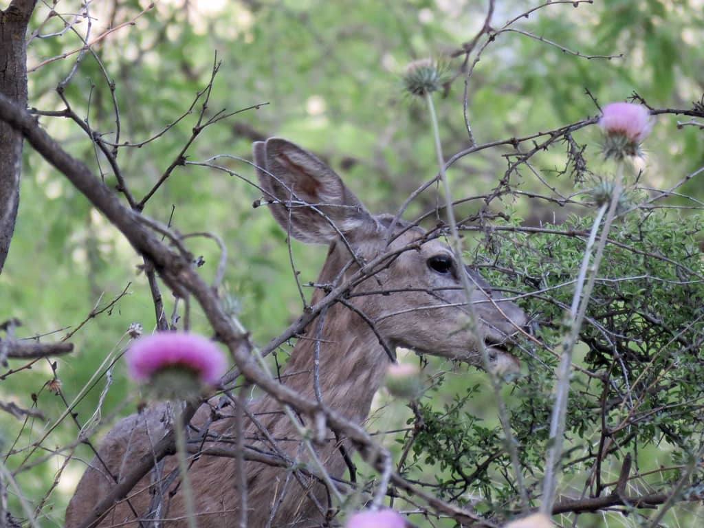 Wildlife Spotting