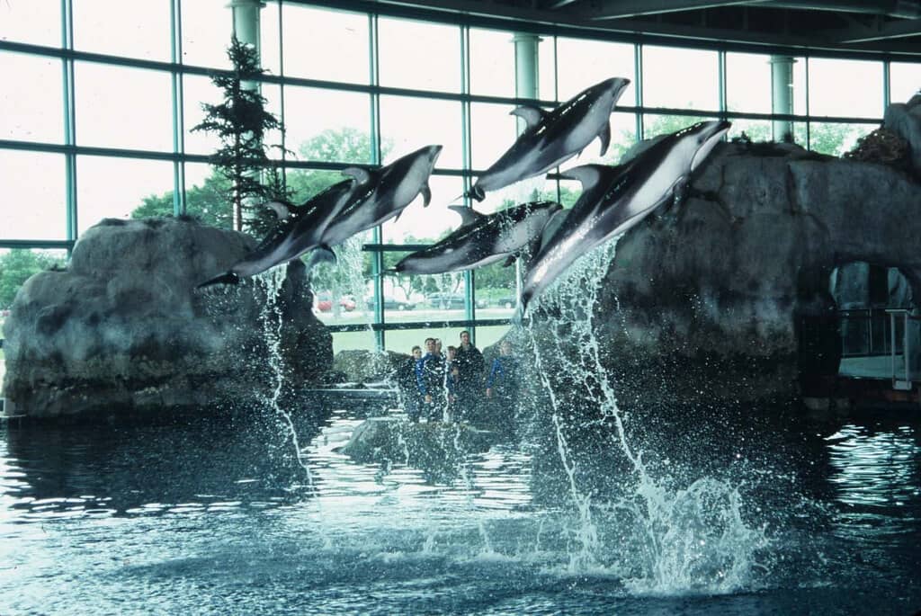 Dolphin Show