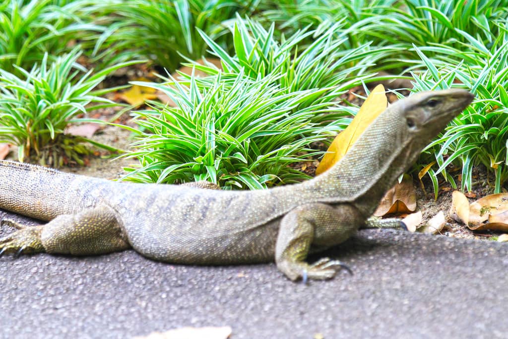 Mini Zoo Encounters